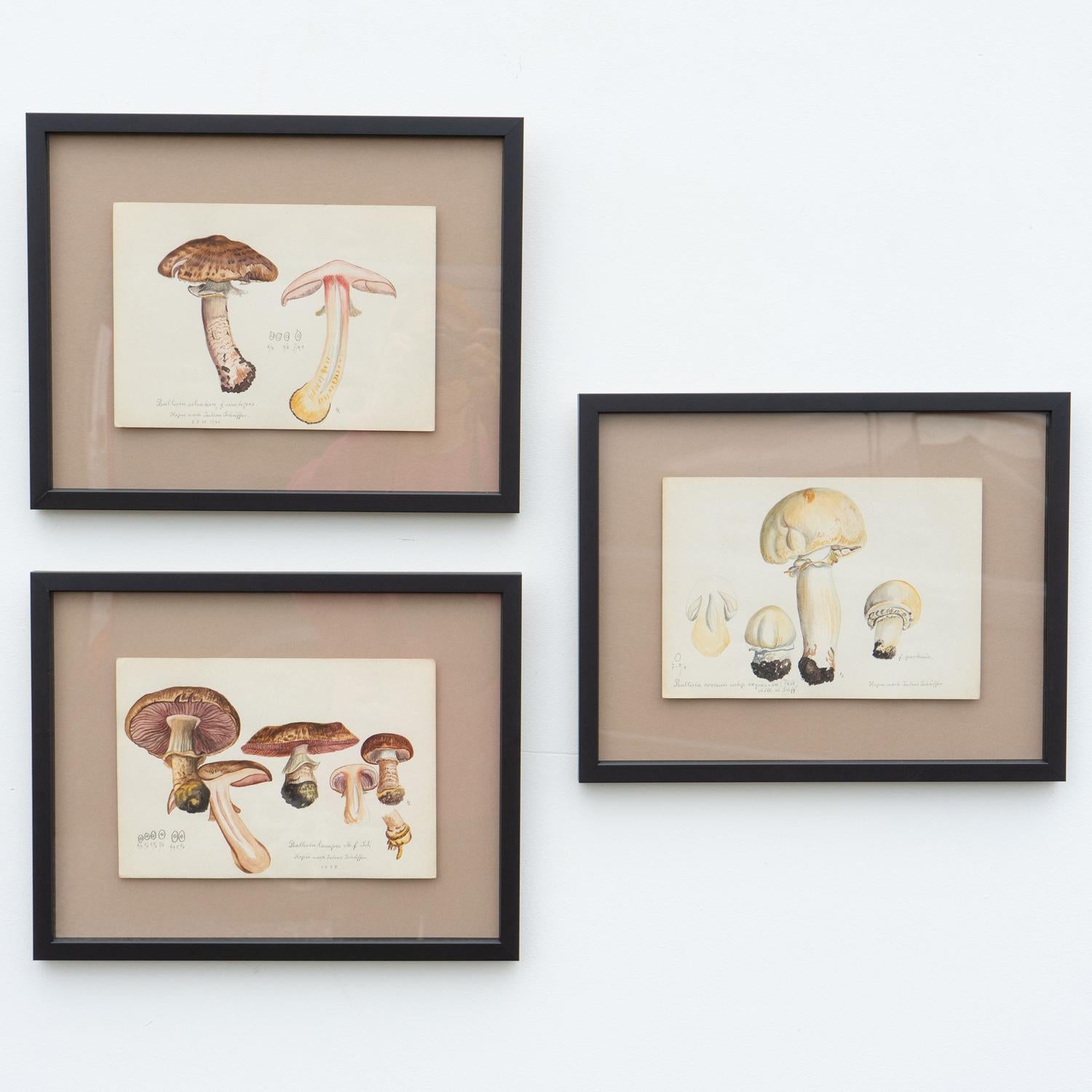 20th Century Original Mycology Watercolor Depicting a Princess Mushroom by Julius Schäffer