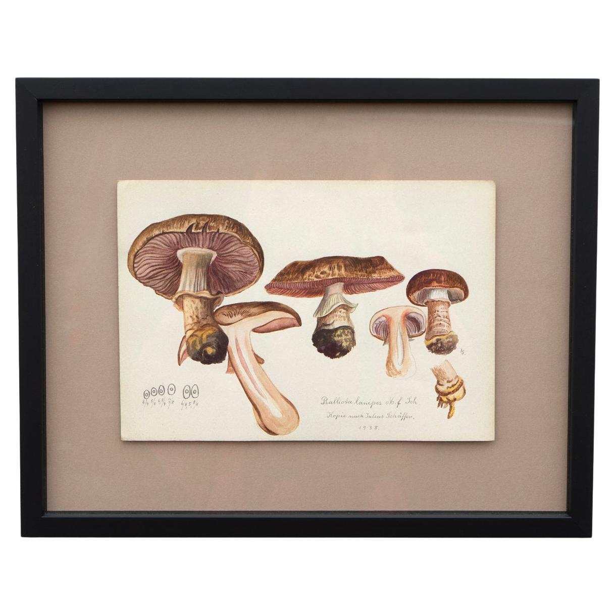 Aquarelle originale de mycologie représentant un champignon Princesse par Julius Schäffer