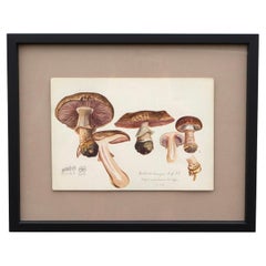 Original Mycology Watercolor Depicting a Princess Mushroom by Julius Schäffer