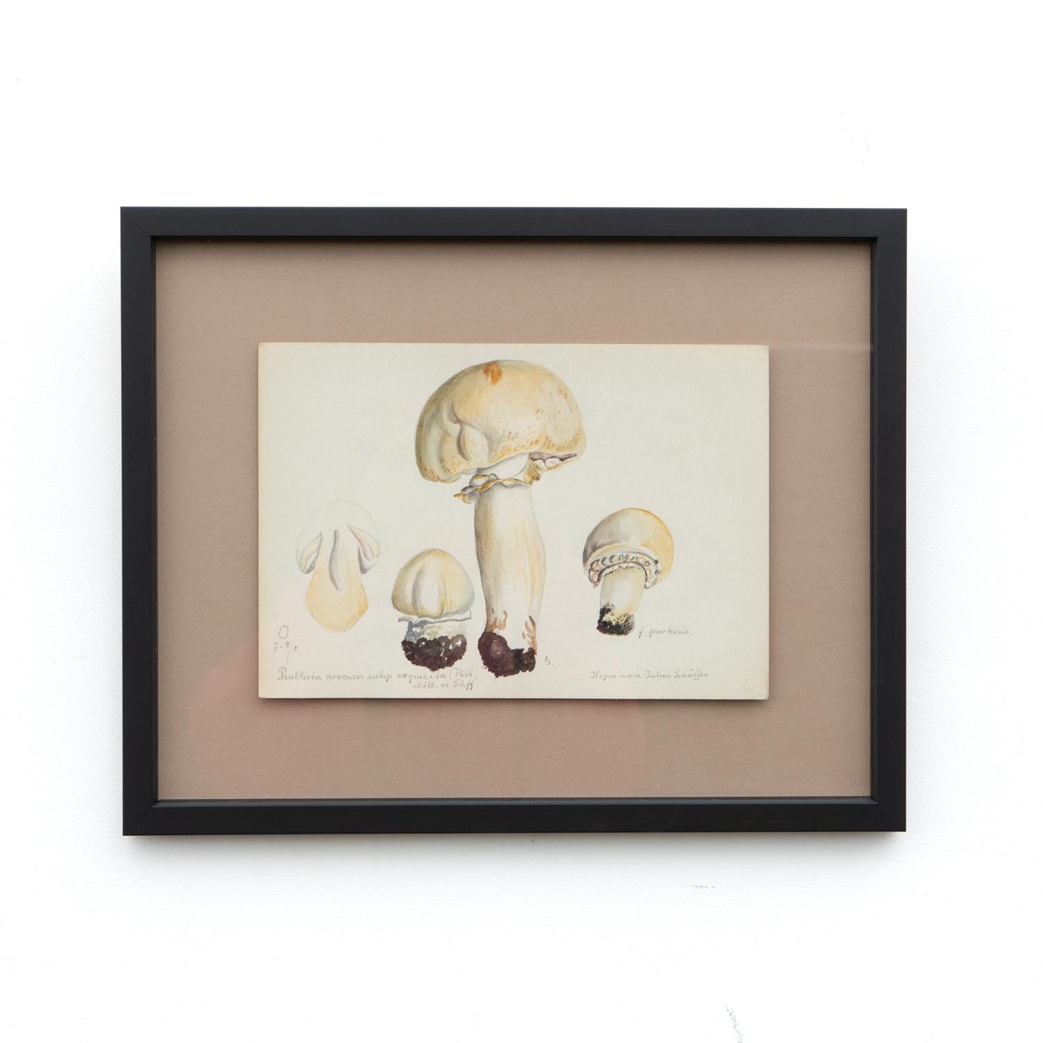 German Original Mycology Watercolour Depicting a Horse Mushroom by Julius Schäffer For Sale