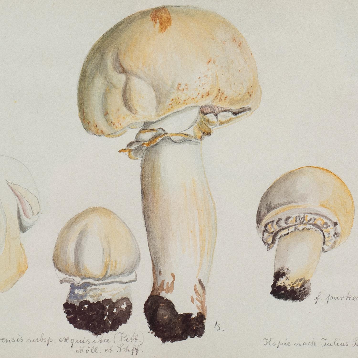 Painted Original Mycology Watercolour Depicting a Horse Mushroom by Julius Schäffer For Sale