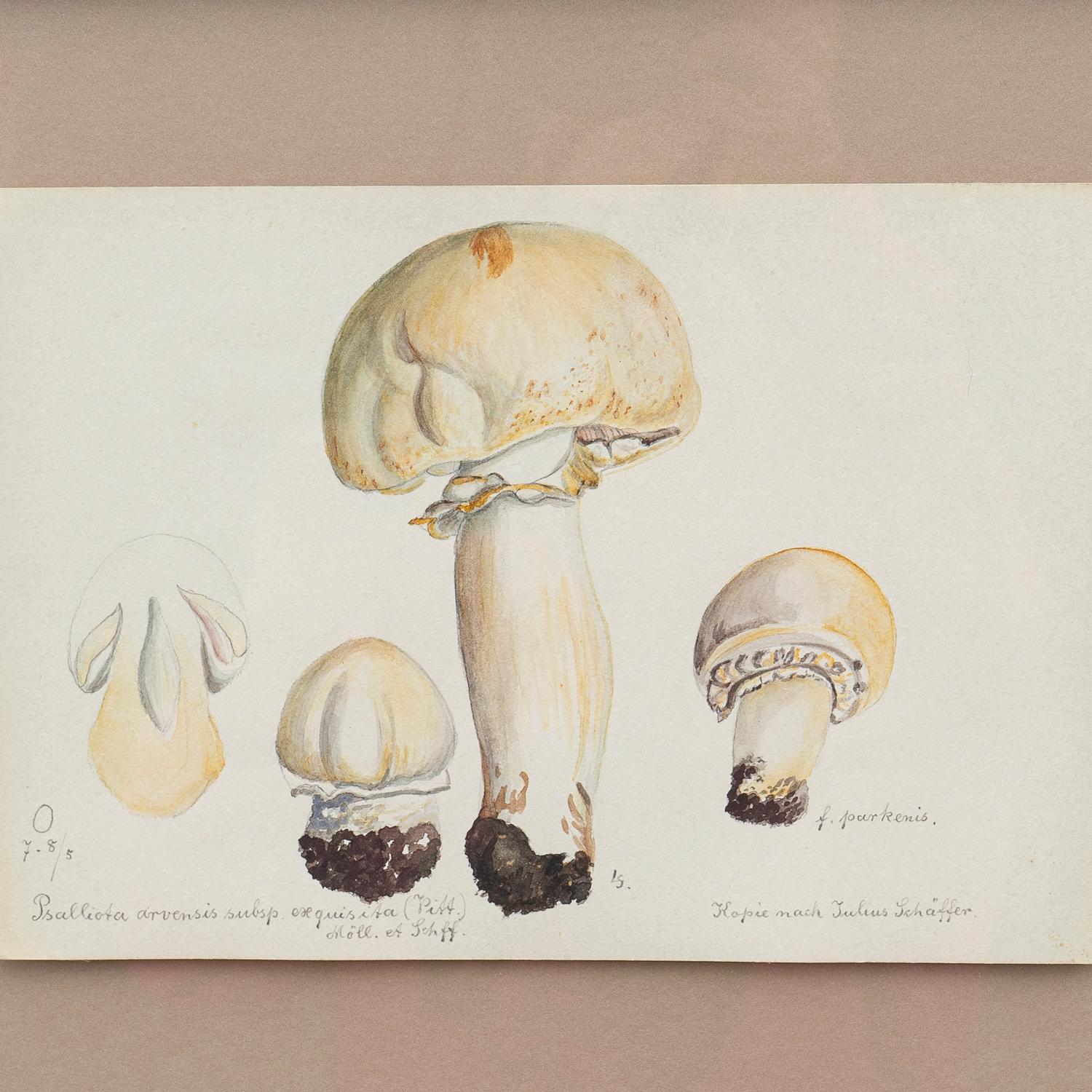 Original Mycology Watercolour Depicting a Horse Mushroom by Julius Schäffer In Good Condition For Sale In Bristol, GB