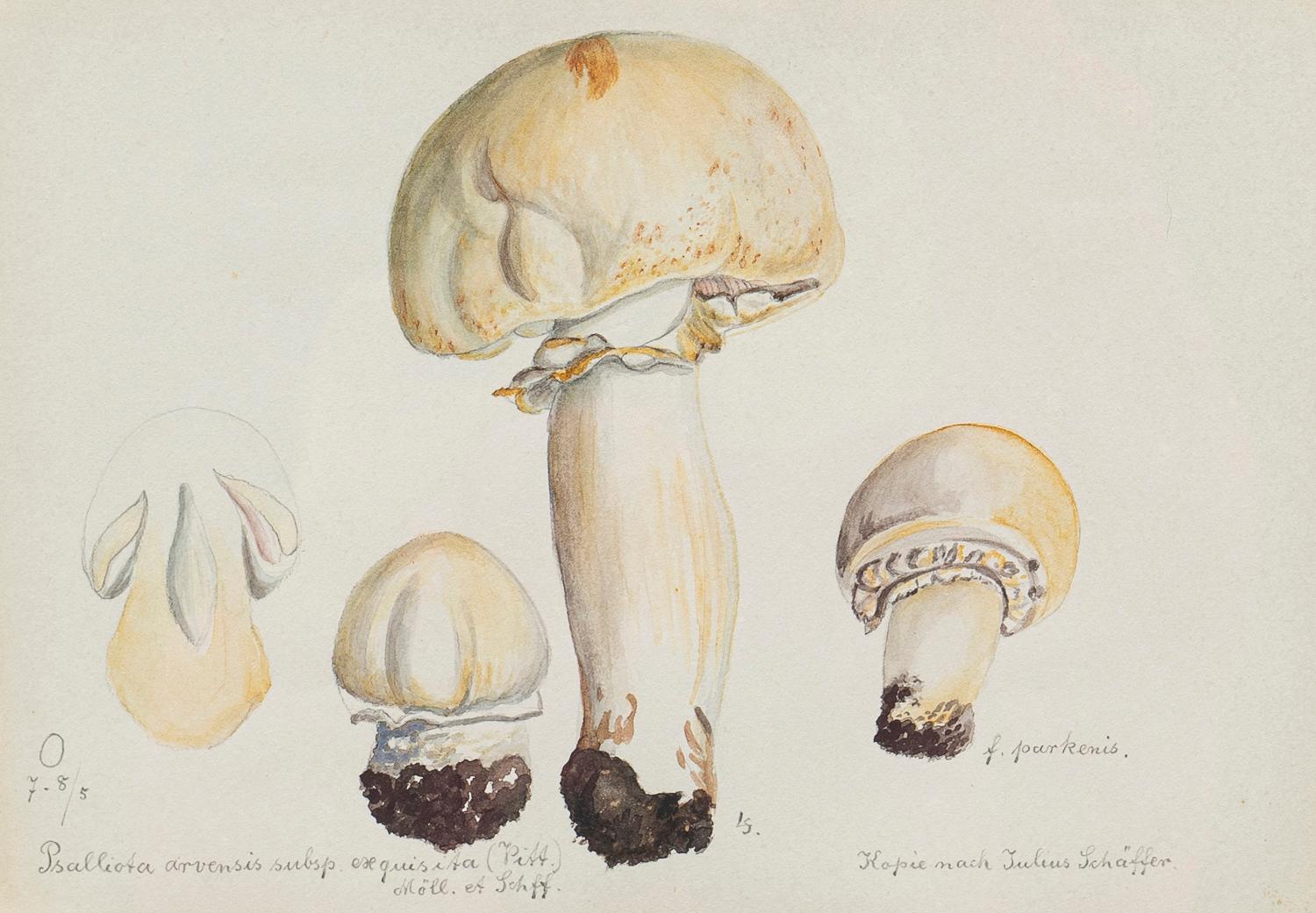 Aquarelle originale de mycologie représentant un champignon de cheval par Julius Schäffer en vente