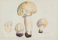 Aquarelle originale de mycologie représentant un champignon de cheval par Julius Schäffer