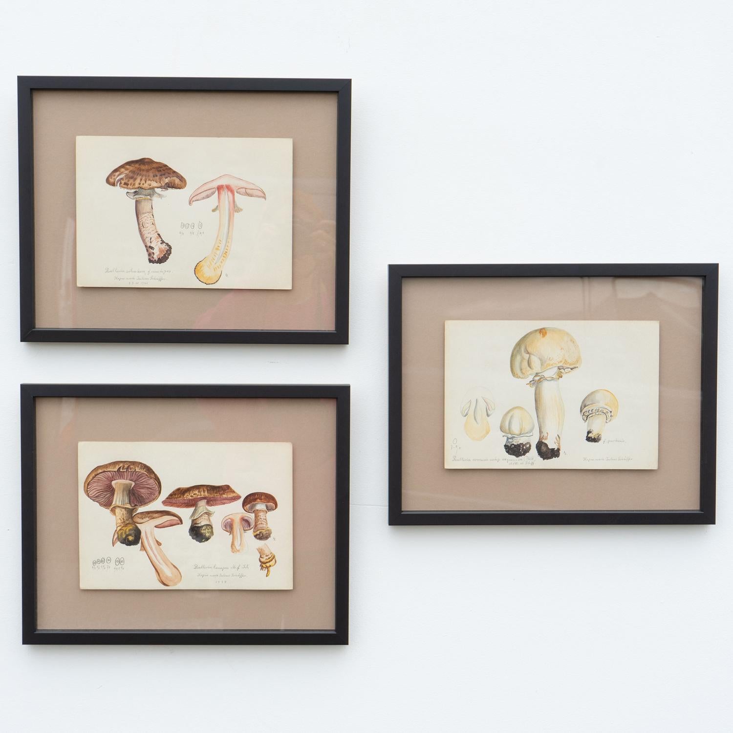20th Century Original Mycology Watercolour Depicting a Horse Mushroom by Julius Schäffer For Sale