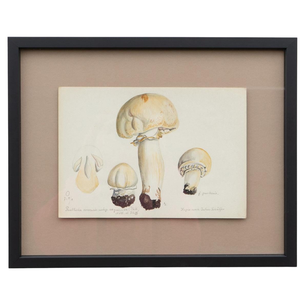 VINTAGE ORIGINAL WATERCOLOUR ON PAPER DEPICTION OF A HORSE MUSHROOM, (PSALLIOTA ARVENSIS OR AGARICUS AVENSIS)
Schäffer 1882-1944 was a German mycologist, his contributions include studies on the Agaricales (gilled mushrooms). Later, he revised the