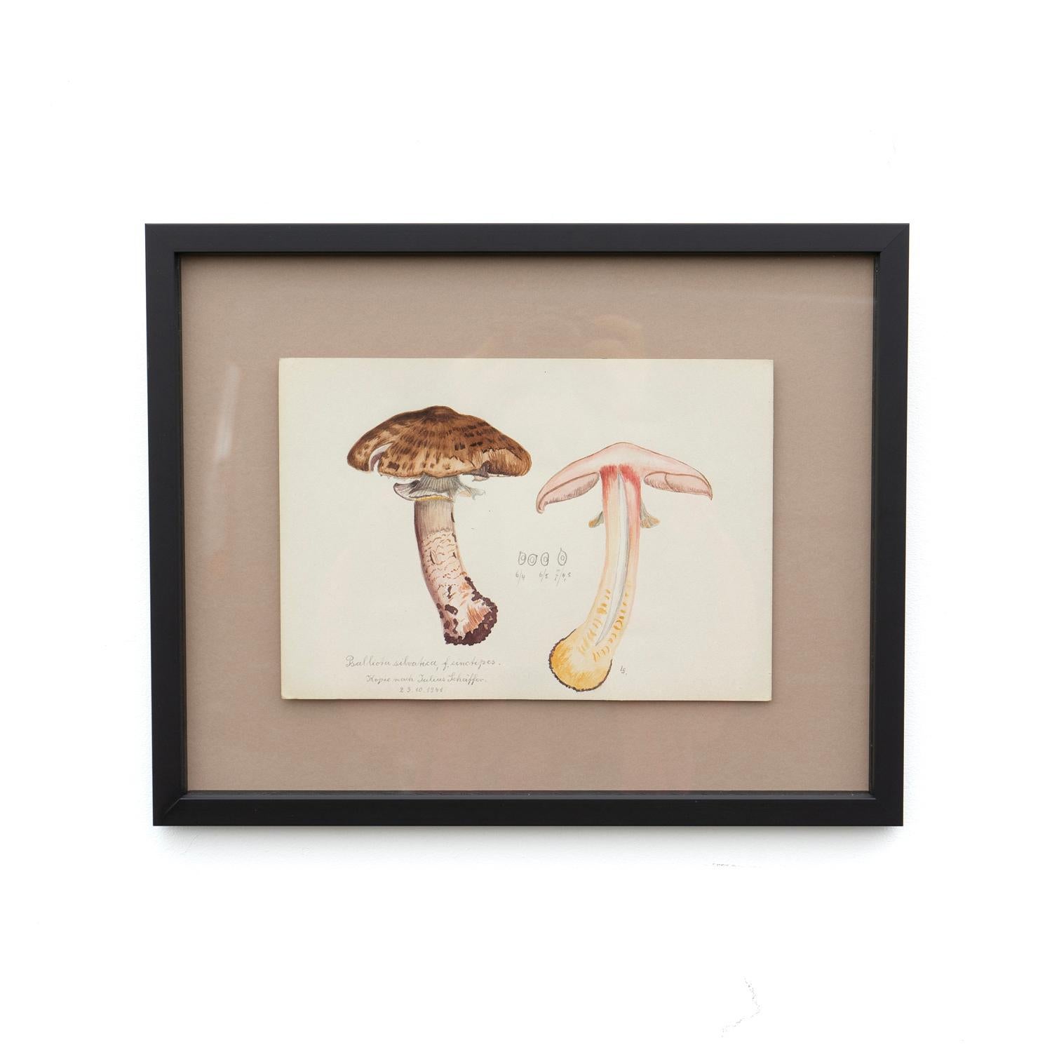 INTÉRÊT POUR LA MYCOLOGIE, AQUARELLE ORIGINALE VINTAGE SUR PAPIER REPRÉSENTANT UN CHAMPIGNON DES BOIS À ÉCAILLES, (PSALLIOTA SILVATICA OU AGARICUS SILVATICUS)

PAR JULIUS SCHÄFFER (1882-1944)

Schäffer était un mycologue allemand, qui a notamment