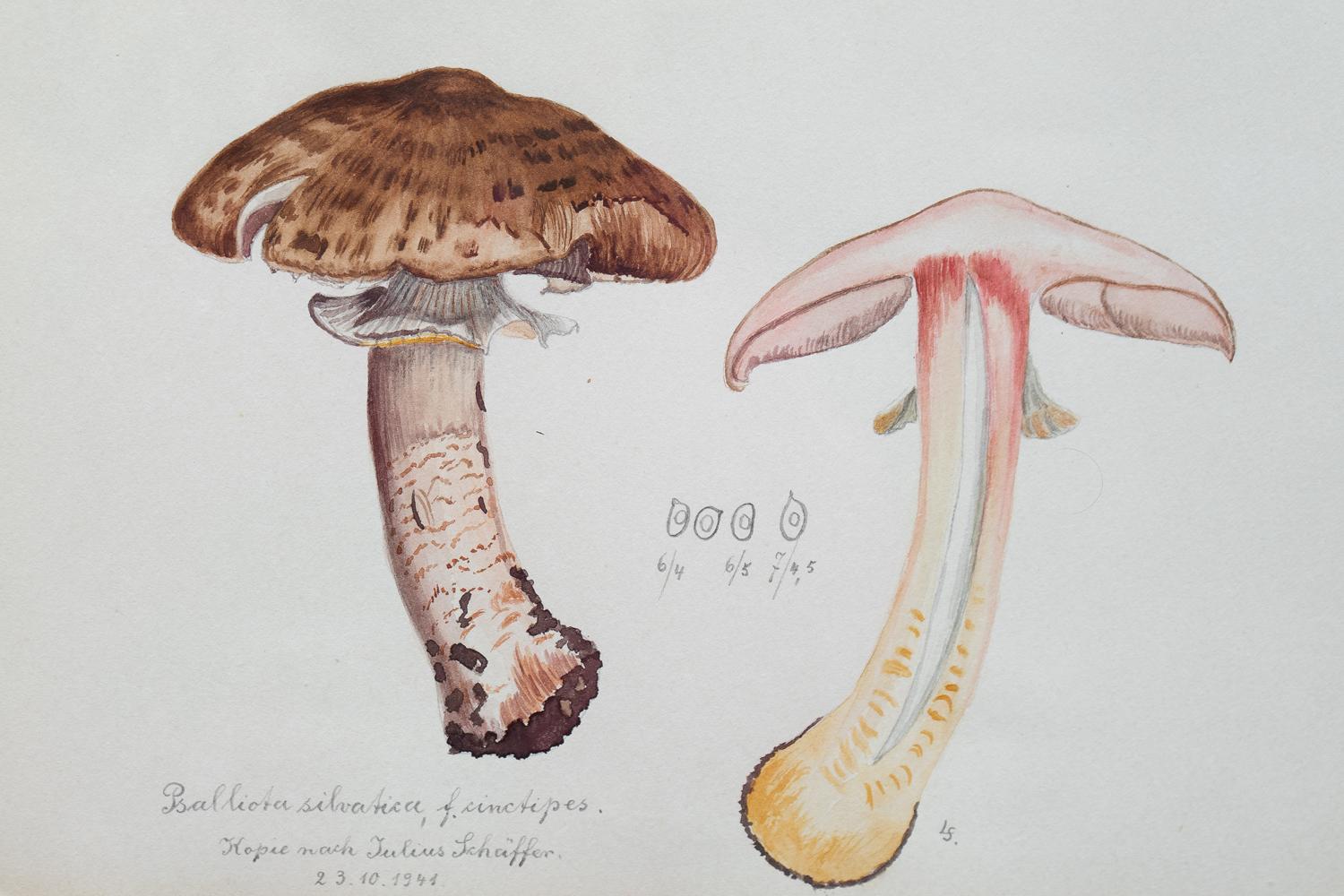 tod le champignon
