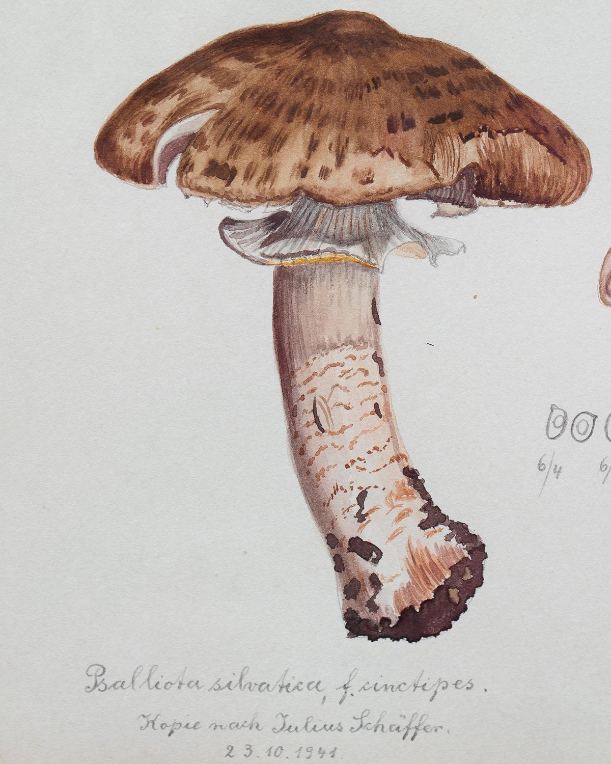 champignon aquarelle facile