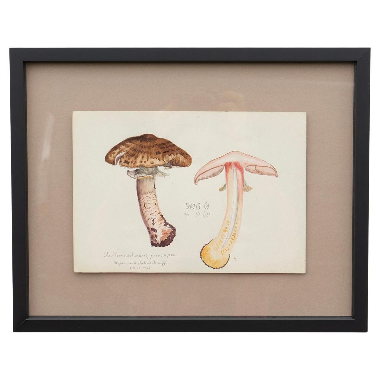 Aquarelle originale de mycologie représentant un champignon de bois écailleux par Julius Schäffer