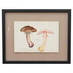 Vintage Original Mycology Watercolour Depicting a Scaly Wood Mushroom by Julius Schäffer