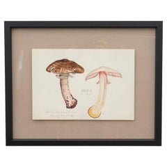 Original Vintage Botanical Watercolour Painting Depicting A Scaly Wood Mushroom