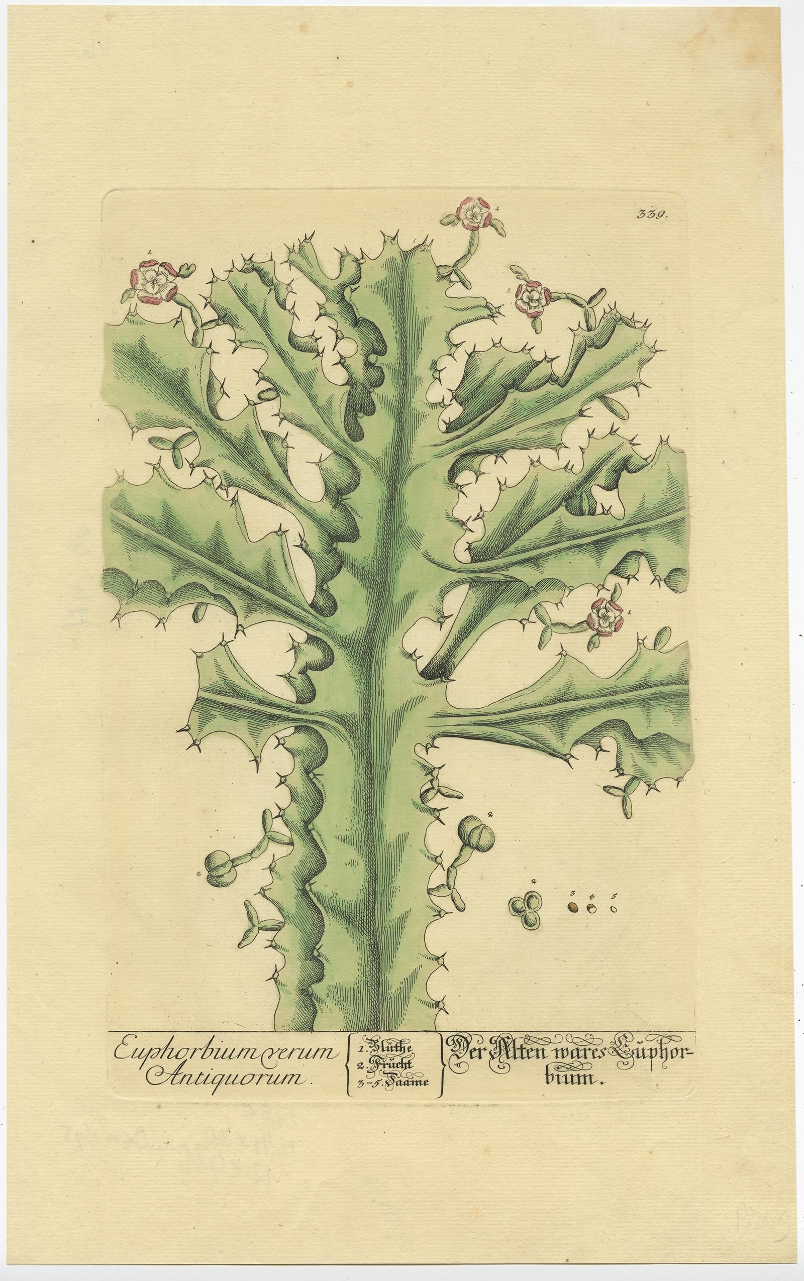 Antique print, titled: 'Euphorbium verum Antiquorum' - This original old antique print shows the true euphorbium. Source unknown, to be determined.

The True Euphorbium; Euphorbium verum Antiquorum

London: John Nourse, 1737.

Botanical print.