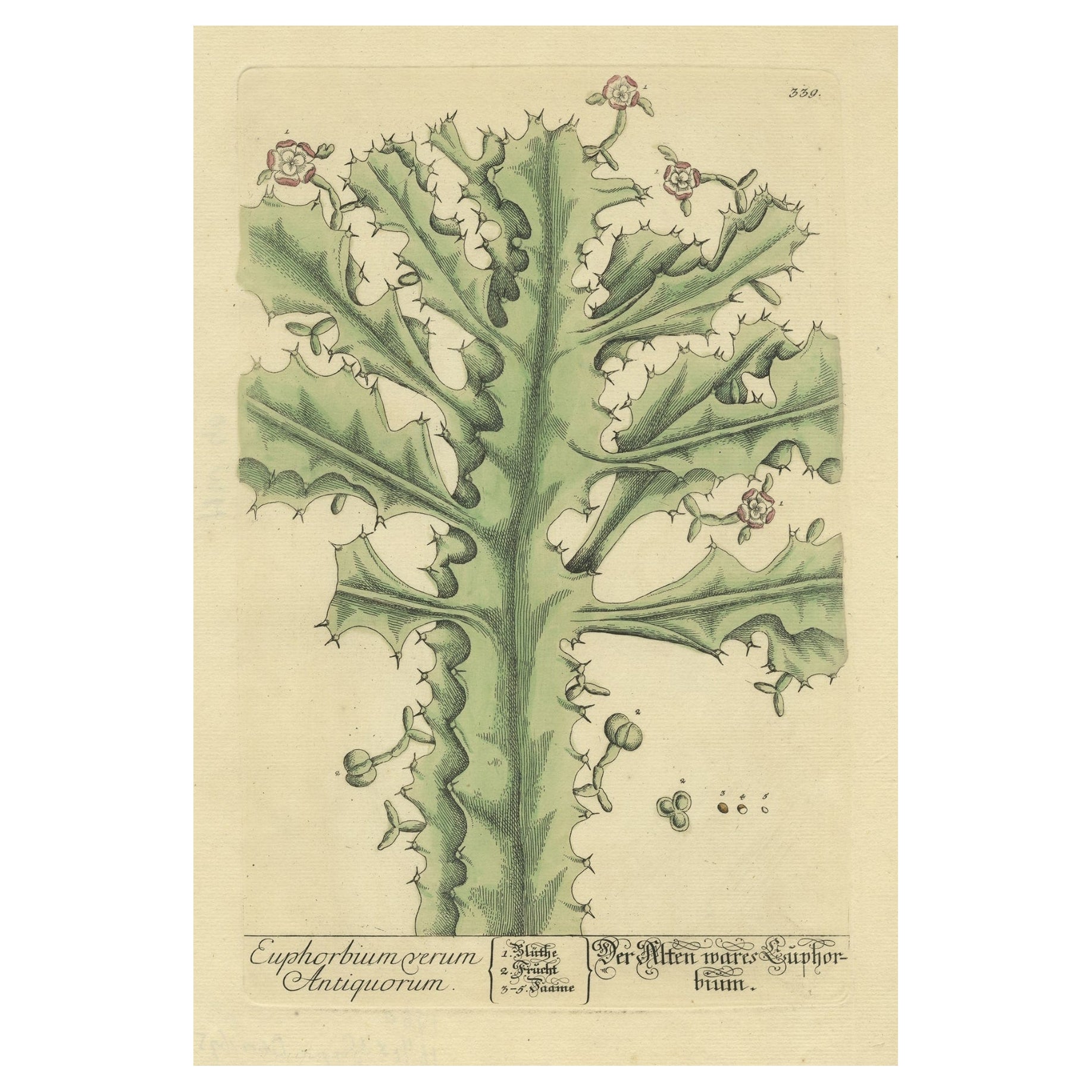Original Old Antique Print Showing the True Euphorbium, 1737 For Sale