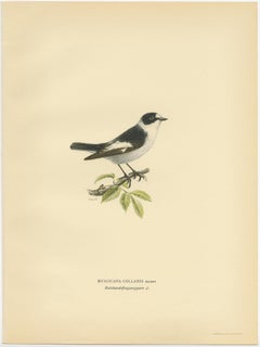 Original Old Bird Print Depicting the White-Collared Flycatcher, 1927