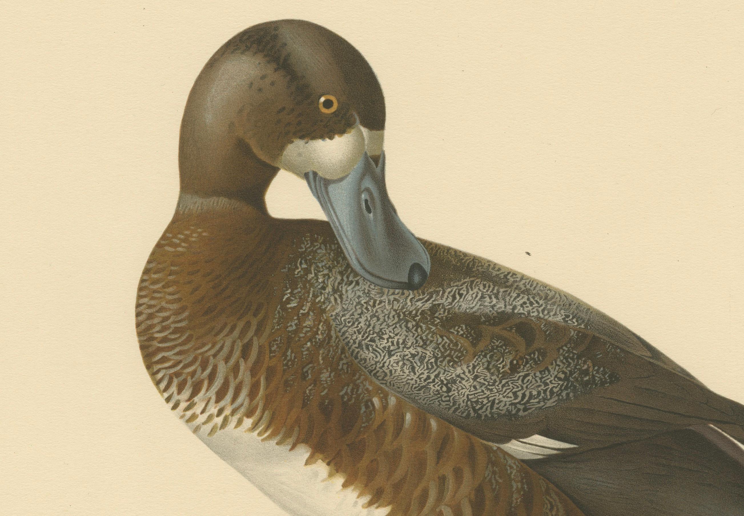 This print captures a male Greater Scaup, also known by the scientific name Nyroca marila. The duck is depicted in a relaxed, seated position, likely on a rock near a body of water, which is subtly indicated by the blue wash beneath the rock. The
