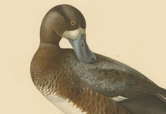 Original Old Bird Print of a Male Greater Scaup