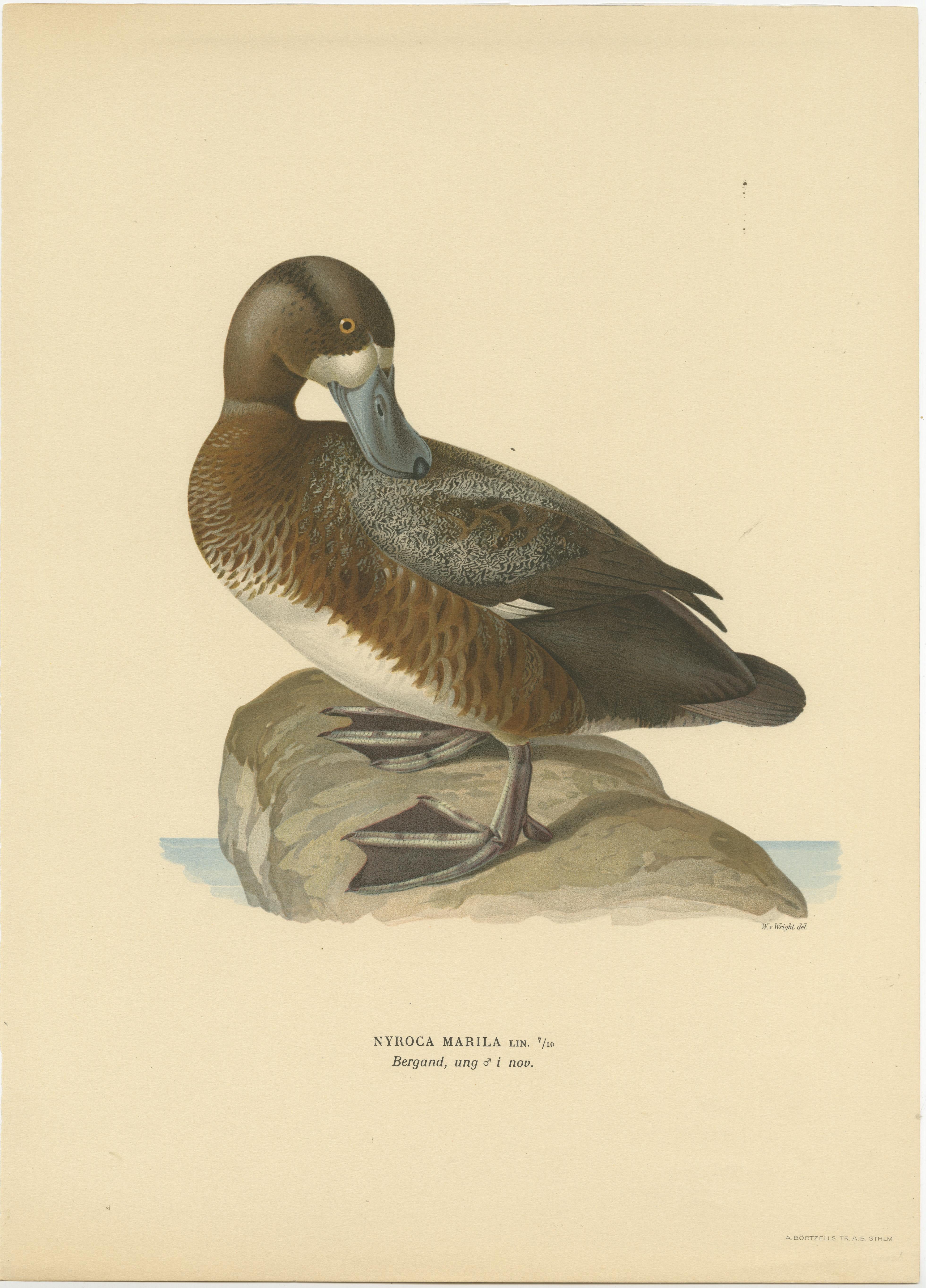 Original Old Bird Print of a Male Greater Scaup In Good Condition For Sale In Langweer, NL
