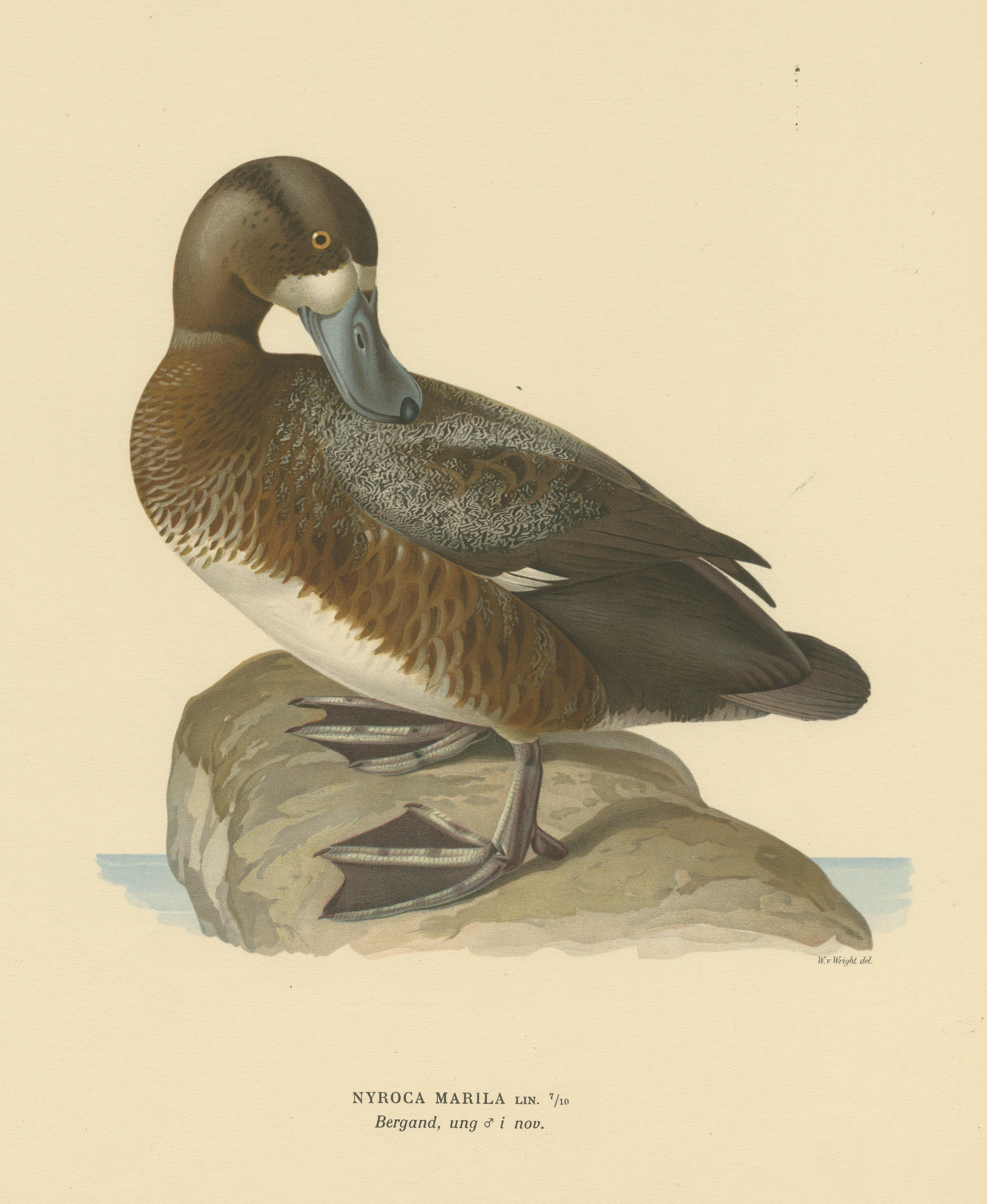 20th Century Original Old Bird Print of a Male Greater Scaup For Sale