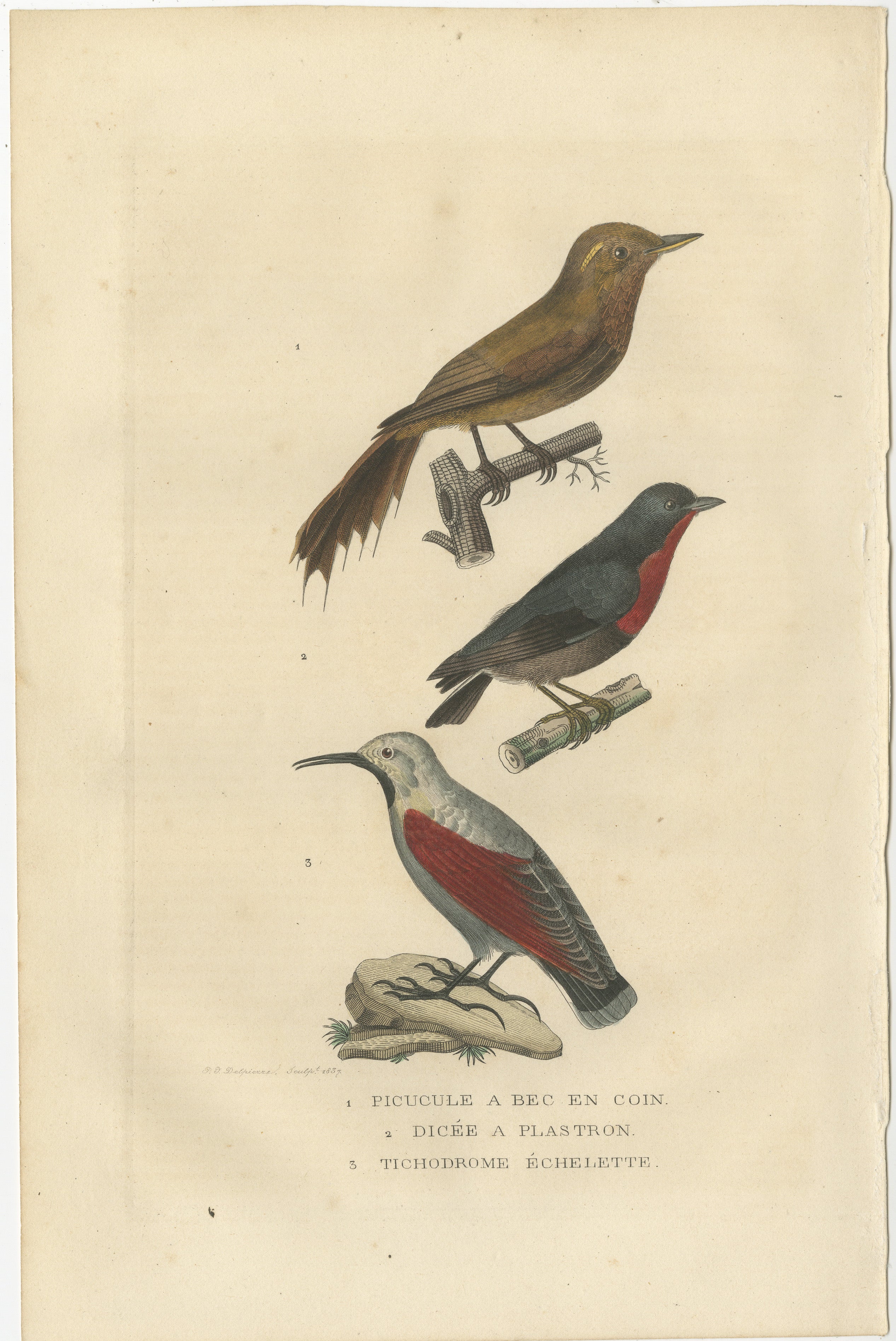 Title: ‘1. PICUCULE A BEC EN COIN, 2. DICEE A PLASTRON, 3. TICHODROME ECHELETTE.’
– .(1. Woodcreeper, 2. Flowerpecker, 3. Wallcreeper.)

Step into a timeless world of avian enchantment with this exquisite original hand-colored print from the 19th