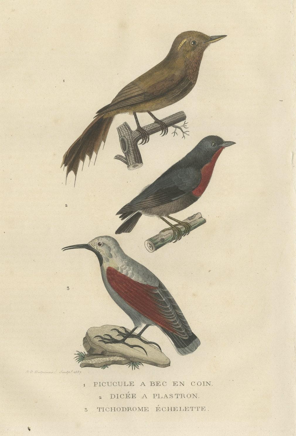 Mid-19th Century Original Old Bird Print of a Woodcreeper, a Flowerpecker and a Wallcreeper For Sale