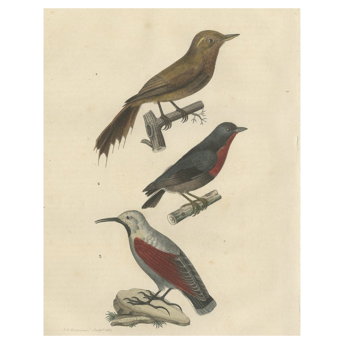 Stampa antica originale di un picchio muratore, un picchio fiorito e un picchio muraiolo in vendita