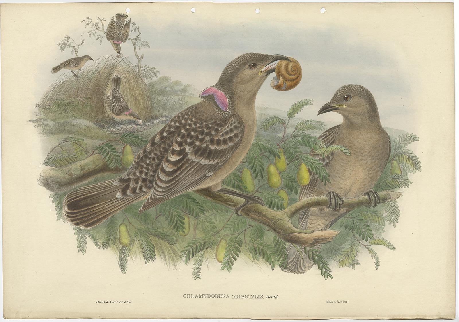 Antique bird print titled 'Chlamydodera Orientalis'. 

This print depicts the Queensland bower bird. Originates from John Gould's 'Birds of New Guinea and the adjacent Papuan Islands' published 1875-1888. 

Artists and Engravers: John Gould