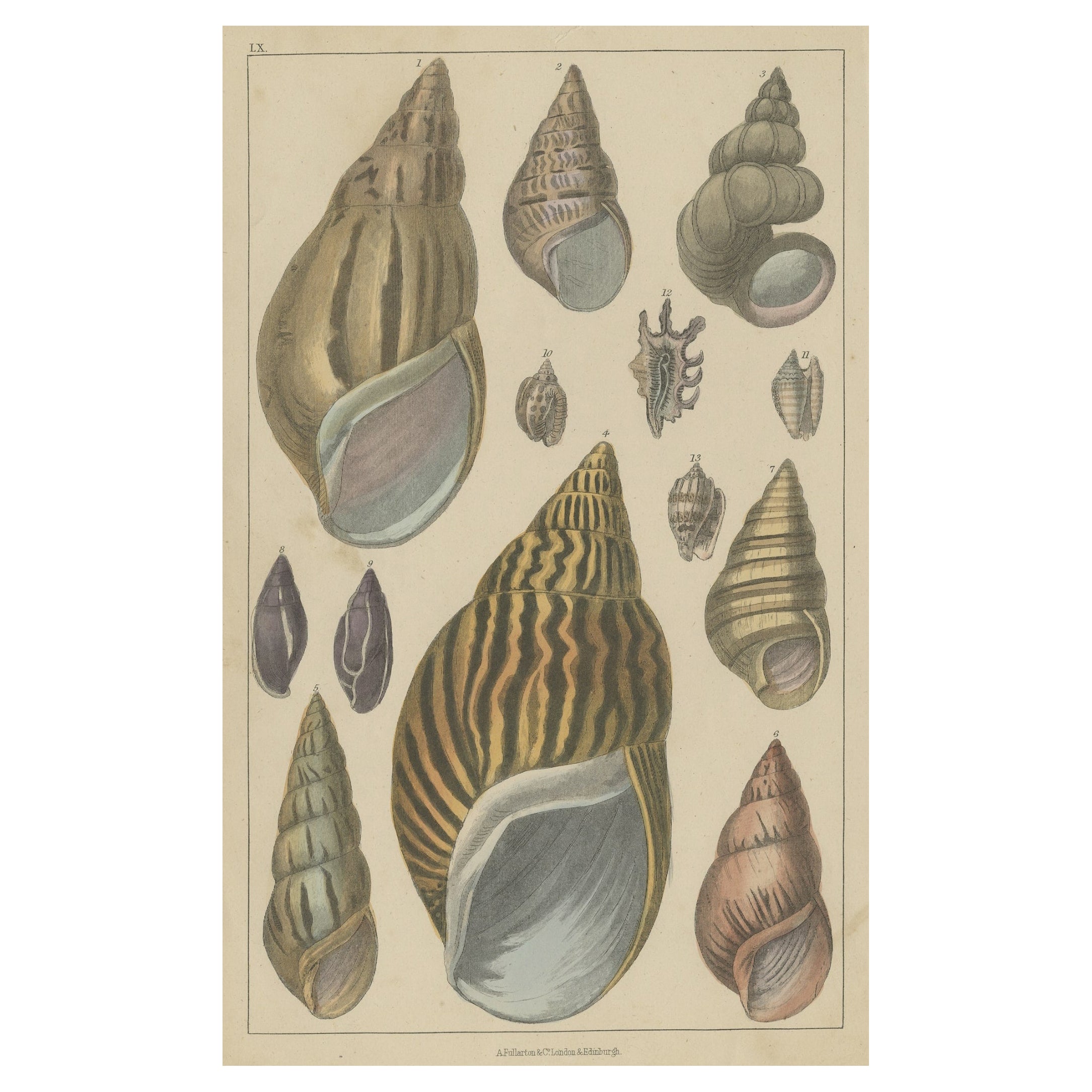 Originaler alter handkolorierter Druck mit verschiedenen Muschelmotiven aus dem Jahr 1852