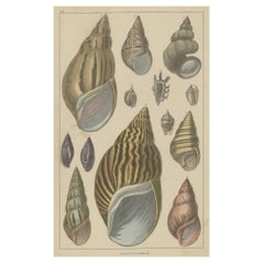 Antique Original Old Handcolored Print Featuring Various Sea Shells, ca. 1852