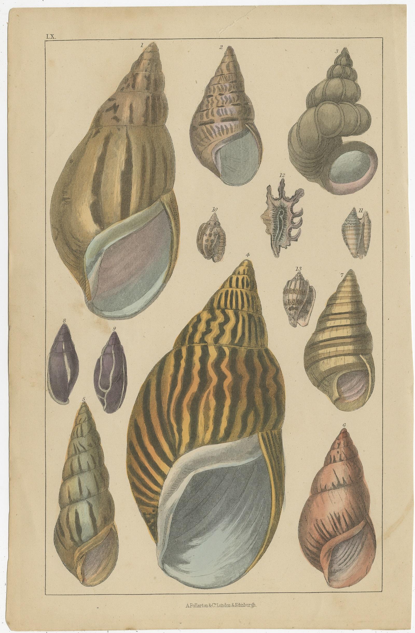 Untitled antique print featuring various sea shells. 

This print originates from 'A History of the Earth and Animated Nature' by O. Goldsmith. Goldsmith's Animated Nature went through over twenty editions into the Victorian era and served as a