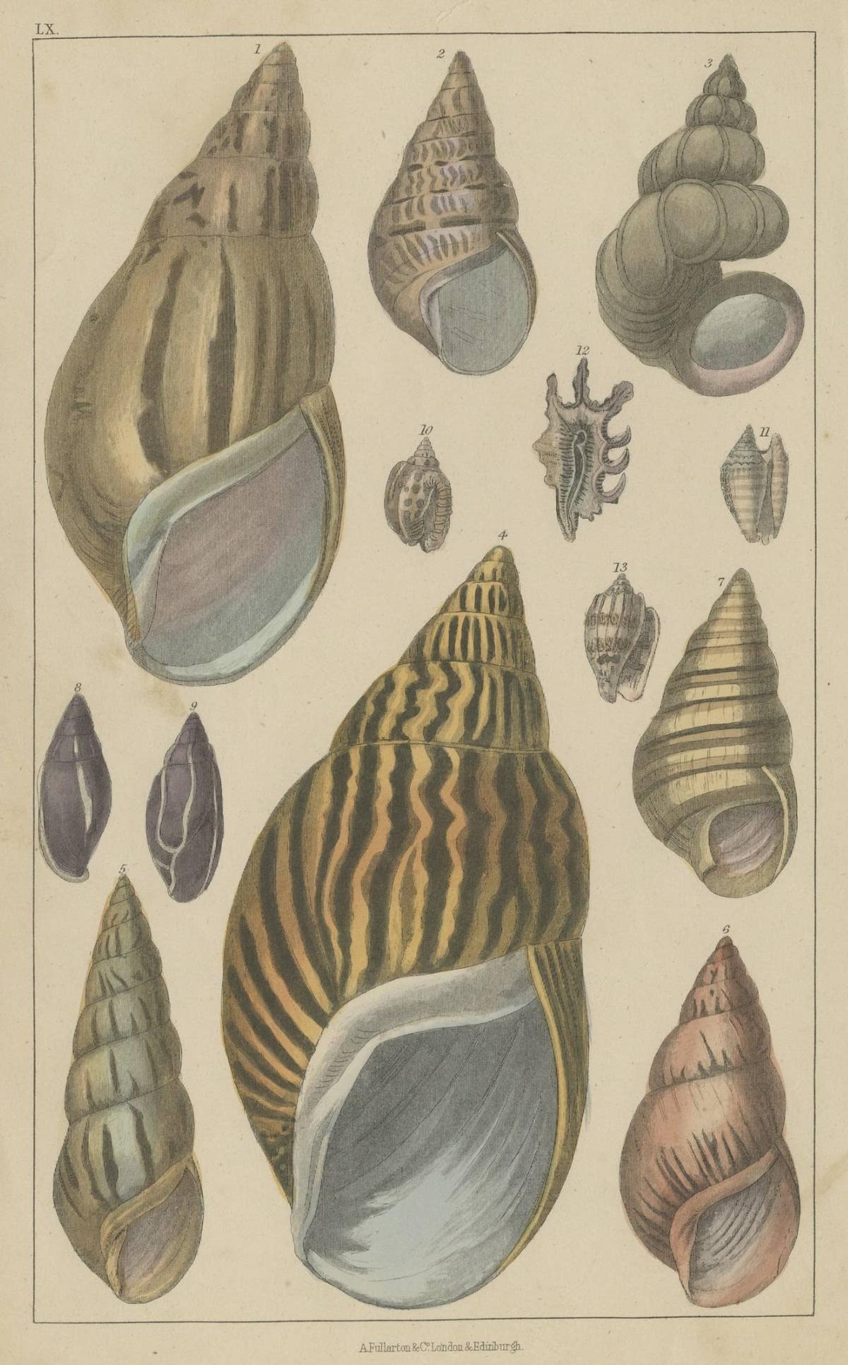 Original Old Handcolored Print Featuring Various Sea Shells, ca. 1852