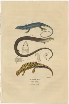 Original Old Print of a Blue Skink Lizard, a Striped Lizard and a Triton Lizard
