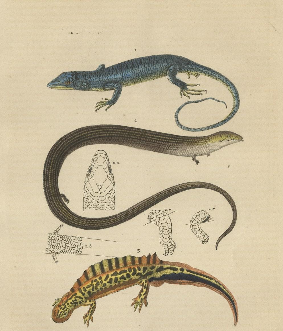 Original Old Print of a Blue Skink Lizard, a Striped Lizard and a Triton Lizard In Good Condition For Sale In Langweer, NL