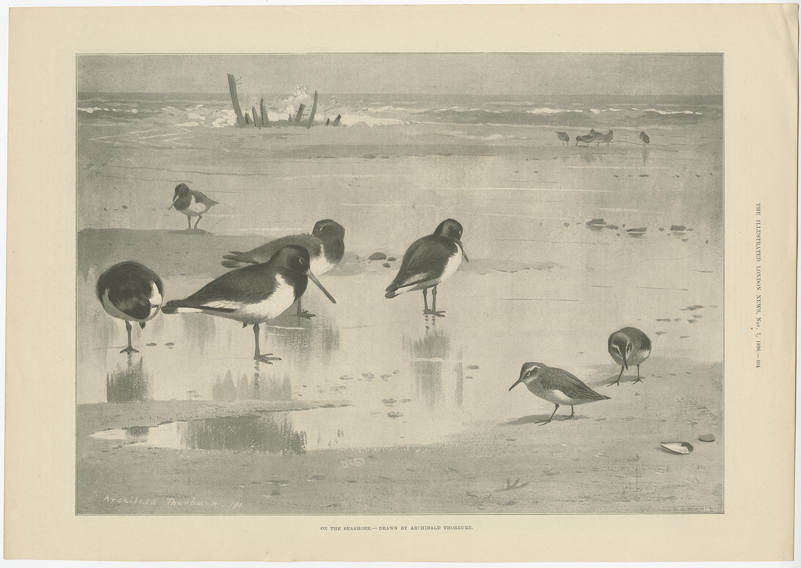 Antique print titled 'On the Seashore'. 

Old print showing birds on the seashore. Made after Archibald Thorburn.

Artists and Engravers: Published in The Illustrated London News.

Condition: Good, general age-related toning. English text on
