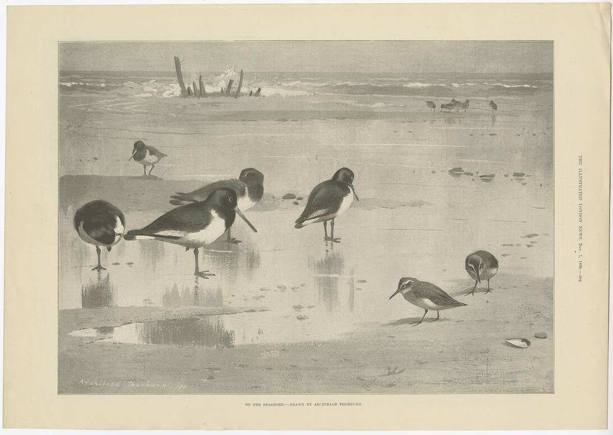 Original Old Print Showing Birds on the Seashore, 1896