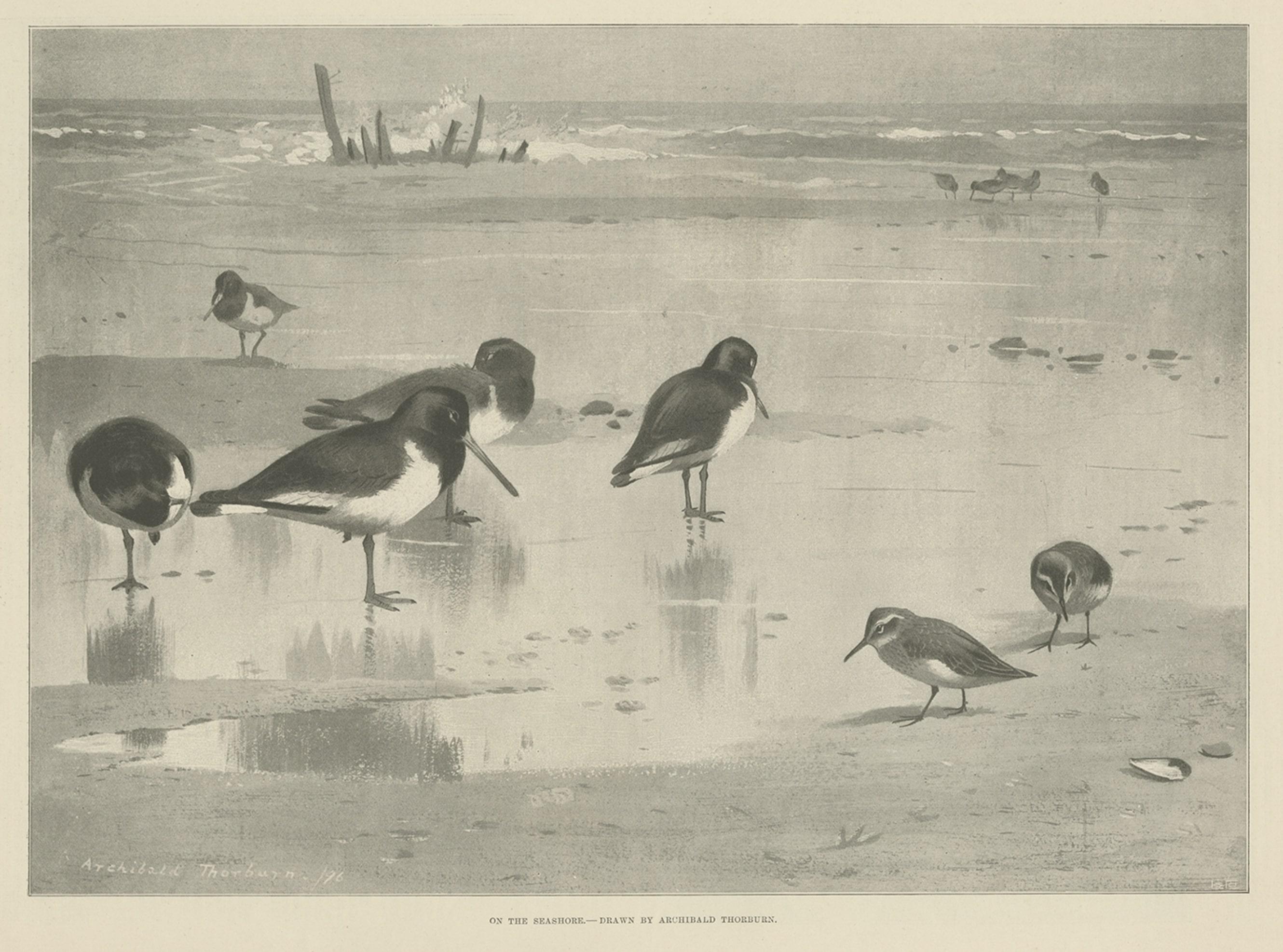 Original Old Print Showing Birds on the Seashore, 1896 In Good Condition For Sale In Langweer, NL