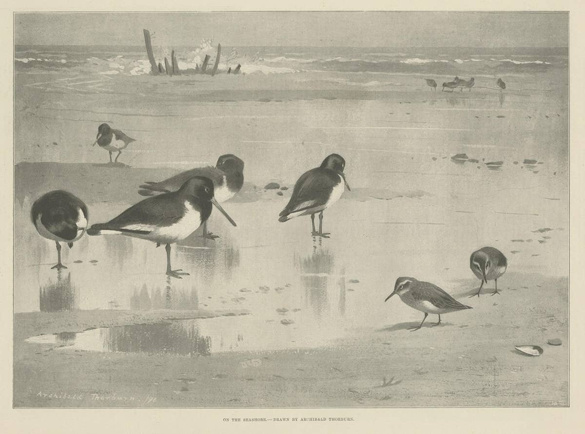 Original Old Print Showing Birds on the Seashore, 1896