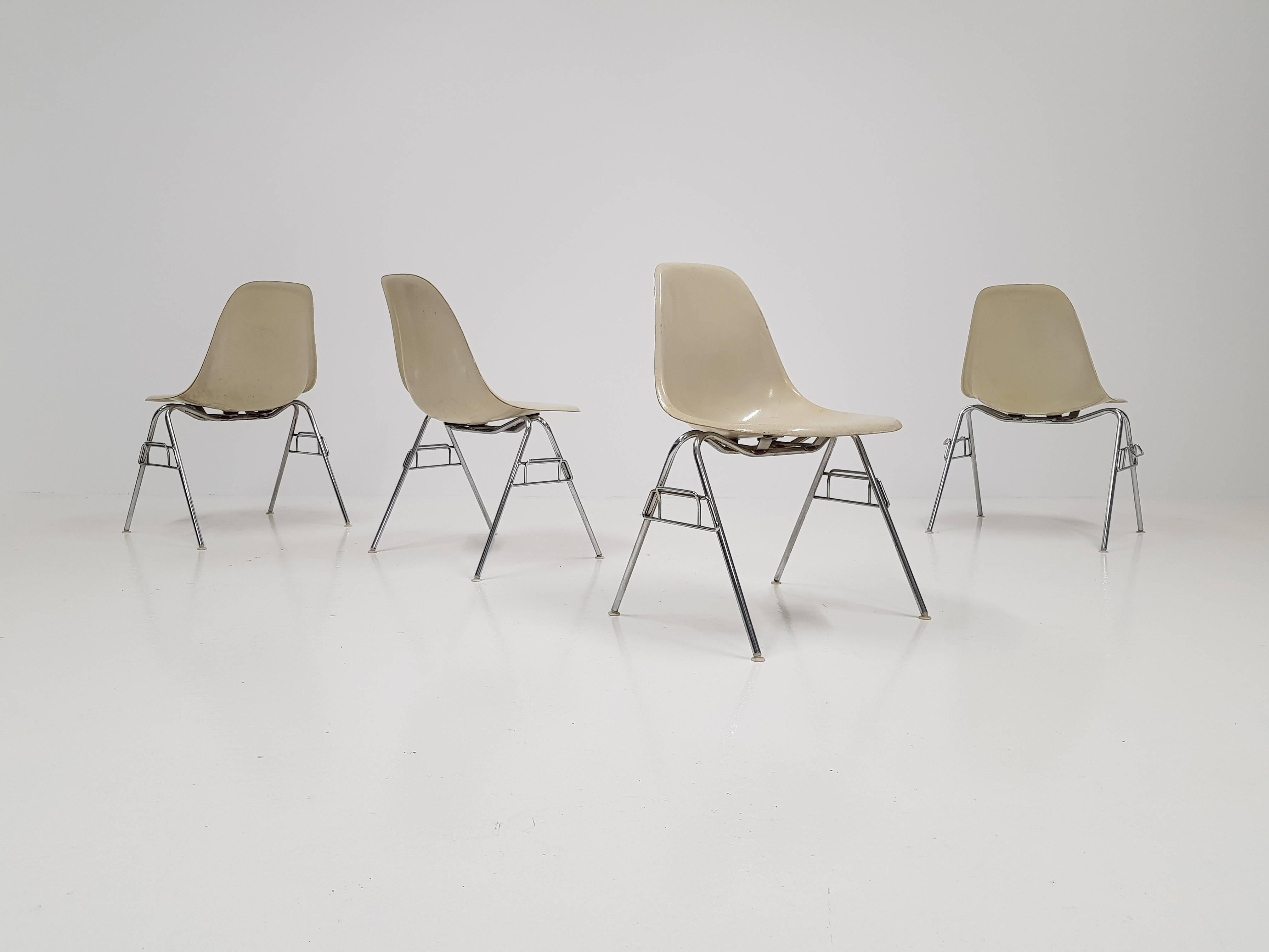 An iconic set of four parchment colored fibreglass Charles and Ray Eames designed Herman Miller early Fehlbaum production DSX stacking chairs on chromed steel bases. 

Charles Ormond Eames, Jr, (June 17, 1907–August 21, 1978) was an American