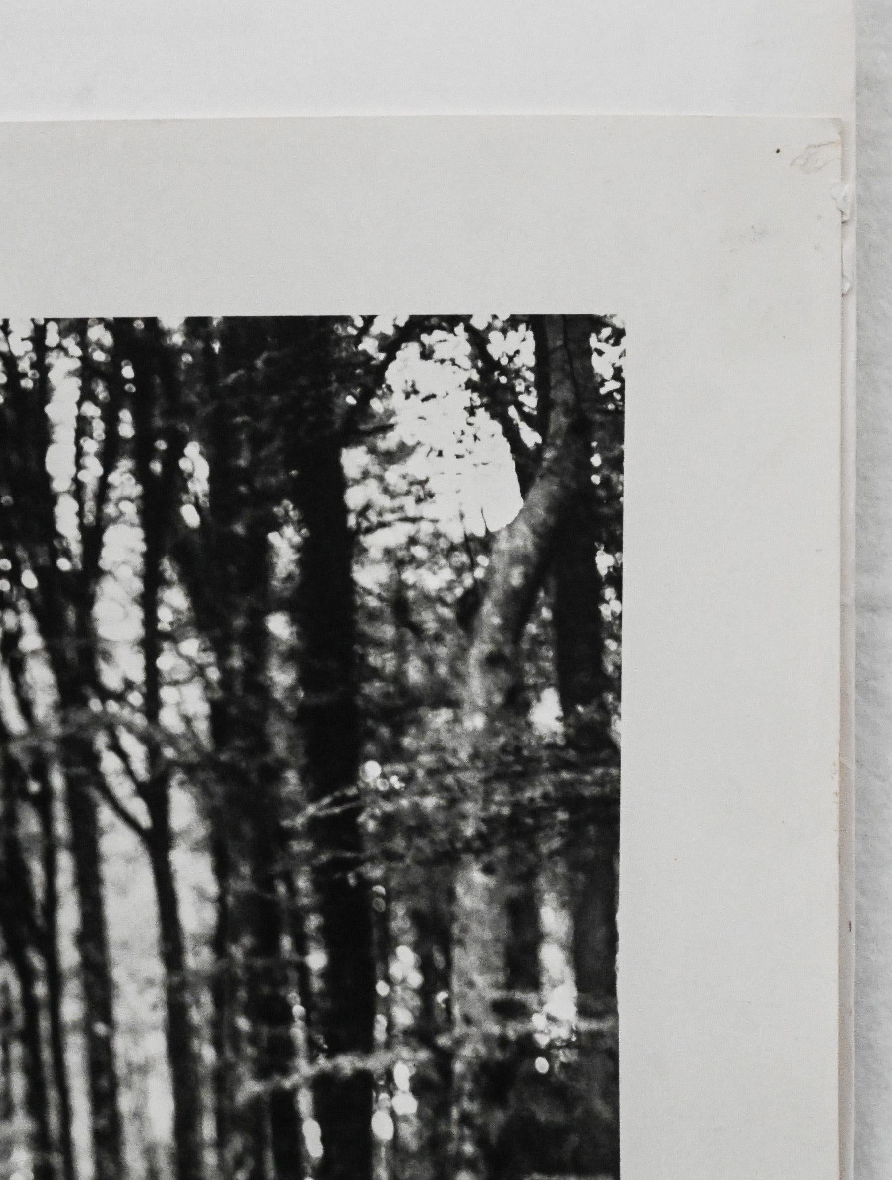 American Original photograph of model in the woods by Bruce Weber for Karl Lagerfeld 4 For Sale