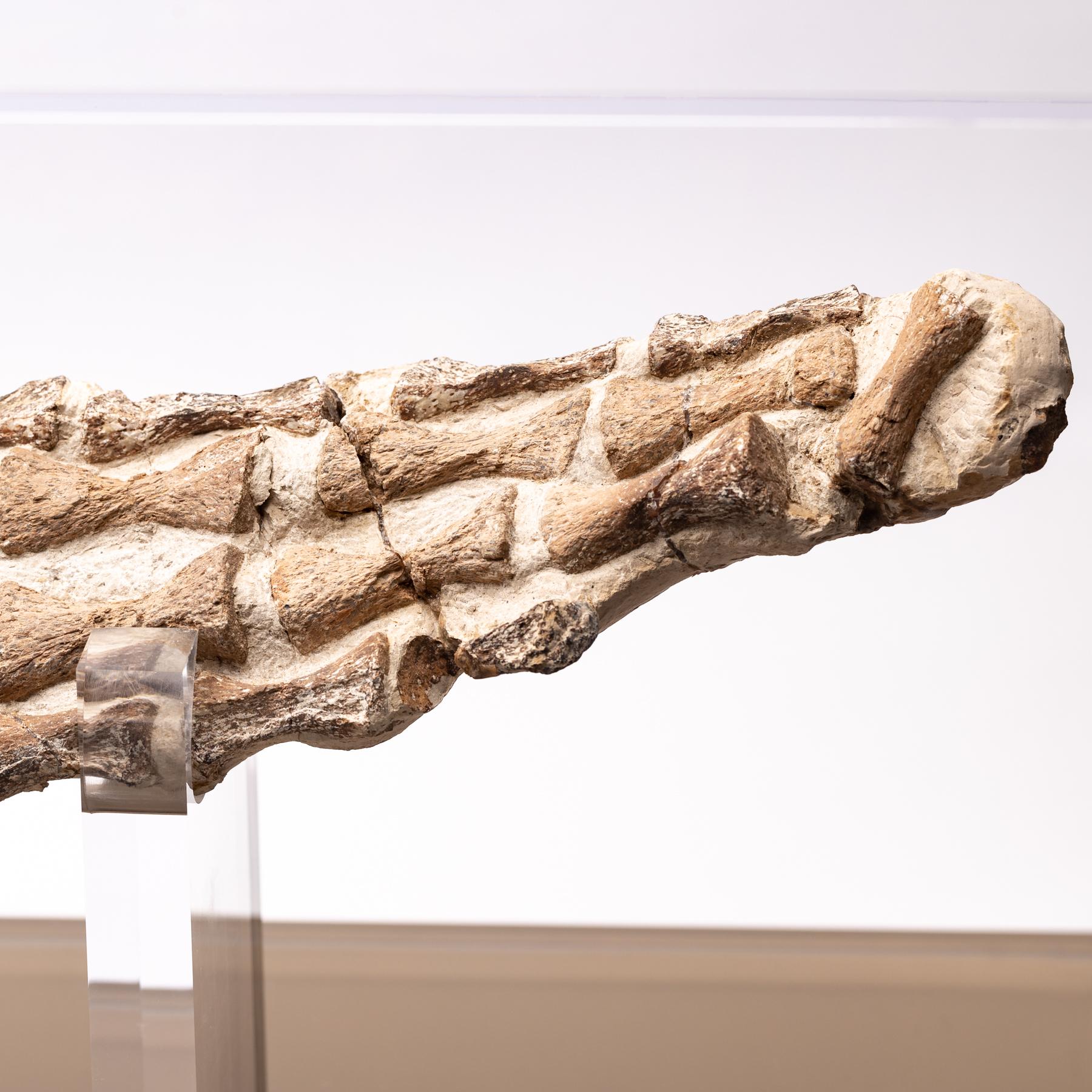 Original Plesiosaurs Flipper in Acrylic Box from Cretaceous Period 2