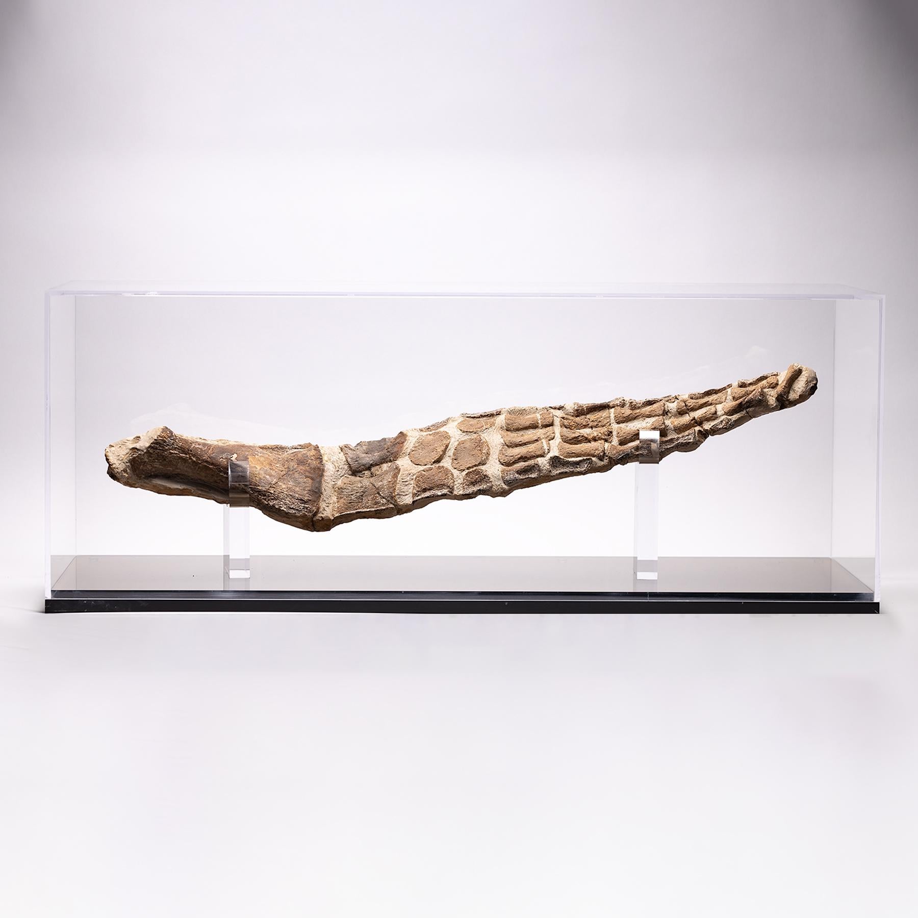 This is an original Plesiosaurs flipper from Cretaceous Period (65 million years ago) . 
It comes in a custom made acrylic box.

Its name was given by Henry de la Beche and Willian Daniel Conybeare, it´s derived from the Greek: Plesios=near to