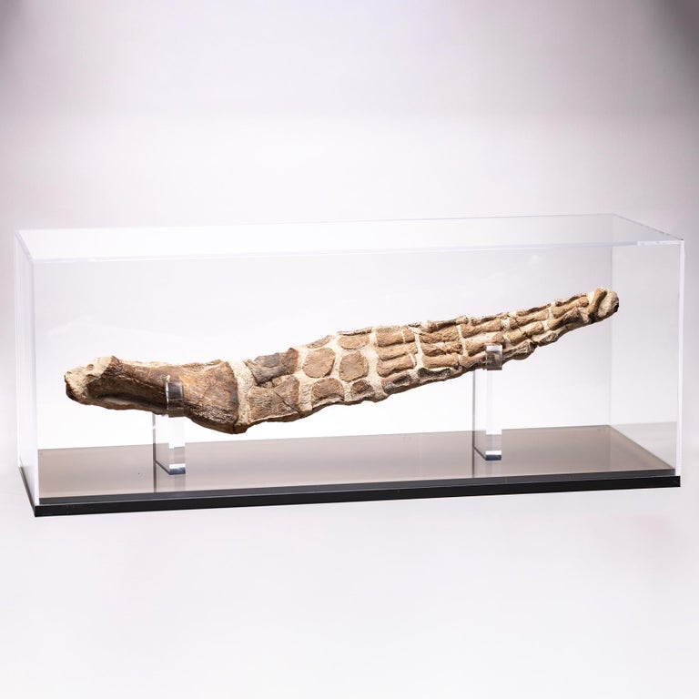 Original Plesiosaurs Flipper in Acrylic Box from Cretaceous Period For Sale at 1stDibs acrylic