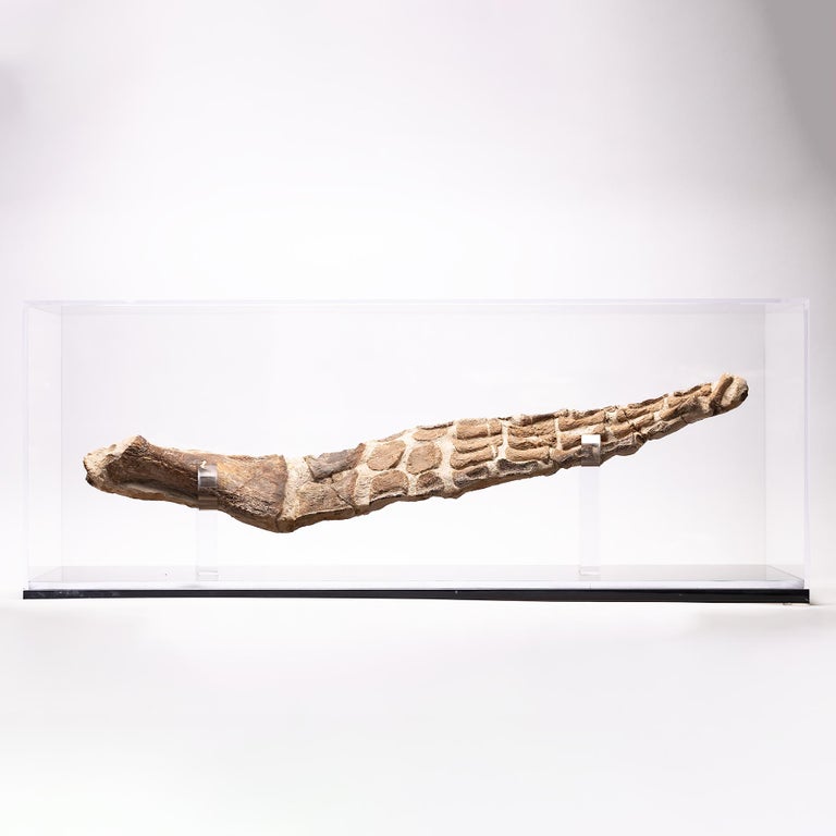 Original Plesiosaurs Flipper in Acrylic Box from Cretaceous Period For ...