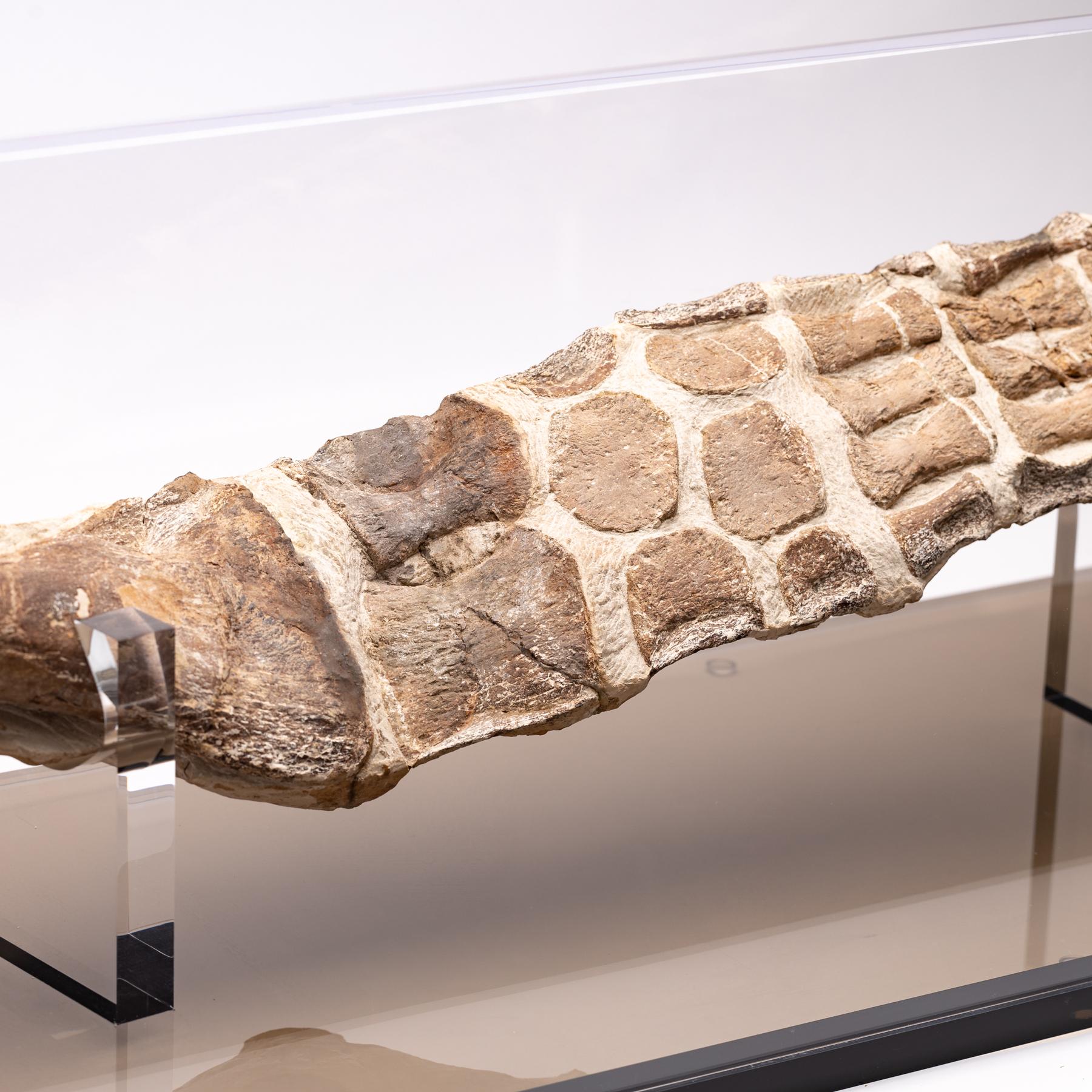 Original Plesiosaurs Flipper in Acrylic Box from Cretaceous Period 1