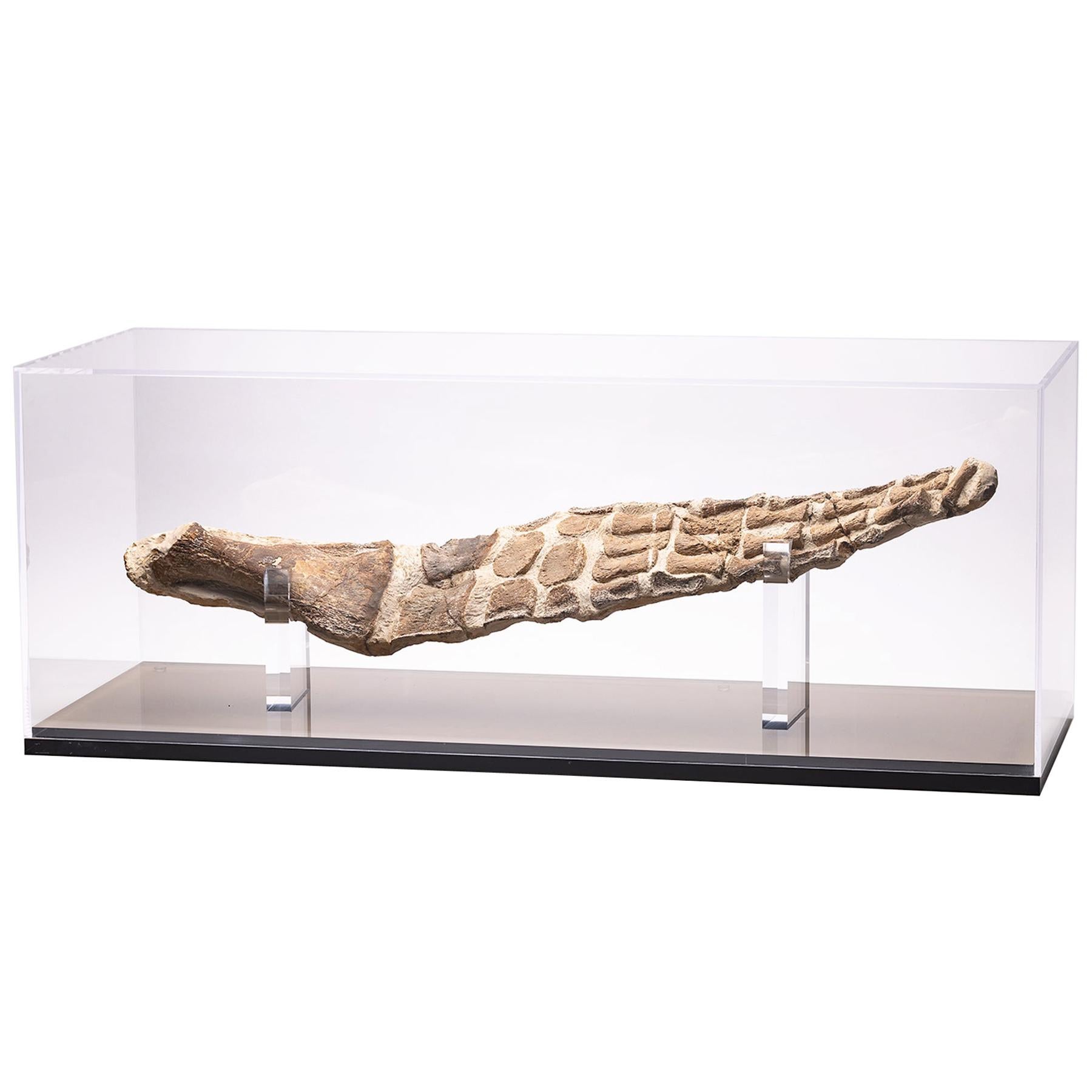 Original Plesiosaurs Flipper in Acrylic Box from Cretaceous Period