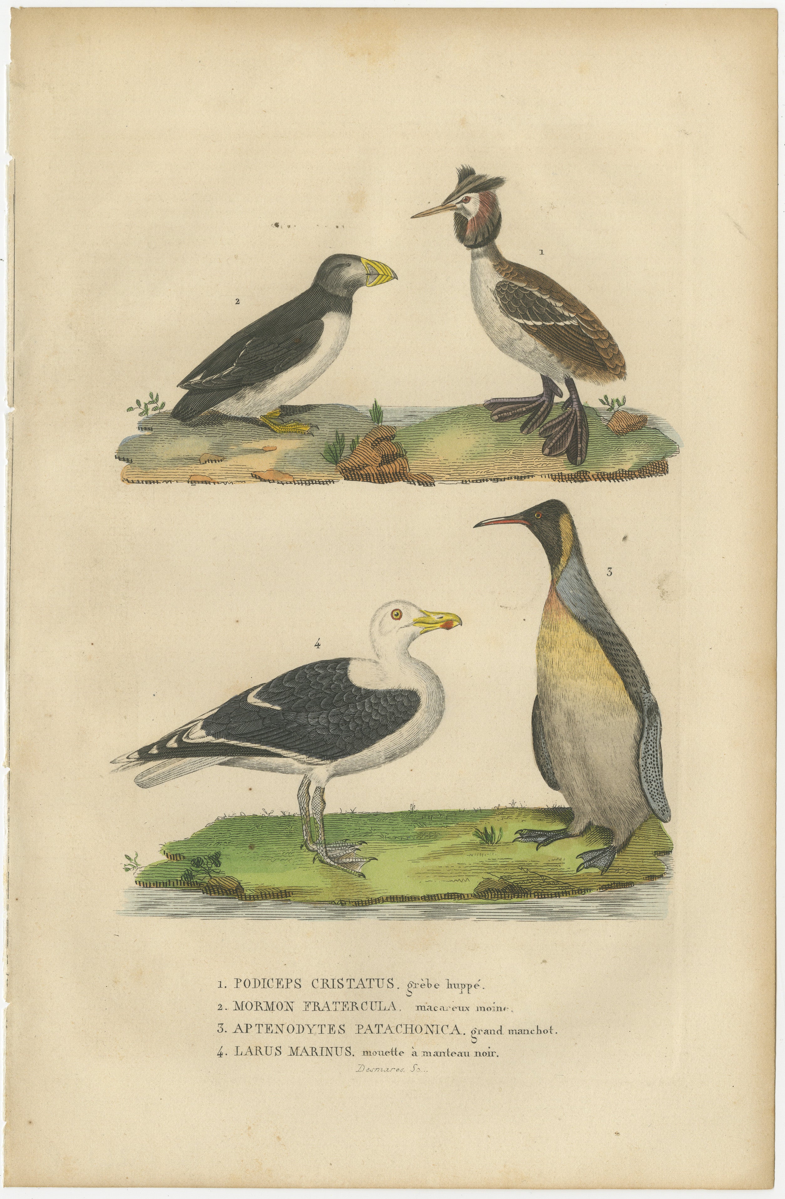 Title: ‘1. PODICEPS CRISTATUS – GREBE HUPPE, 2. MORMON FRATERCULA – MACAREUX MOINE, 3. APTENODYTES PATACHONICA – GRAND MANCHOT, 4. LARUS MARINUS – MOUETTE A MANTEAU NOIR.’
1. Great Crested Grebe, 2. Atlantic Puffin, nicknames such as “clown of the