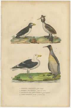 Original Print of Great Crested Grebe, Atlantic Puffin, King Penguin, Great Gull