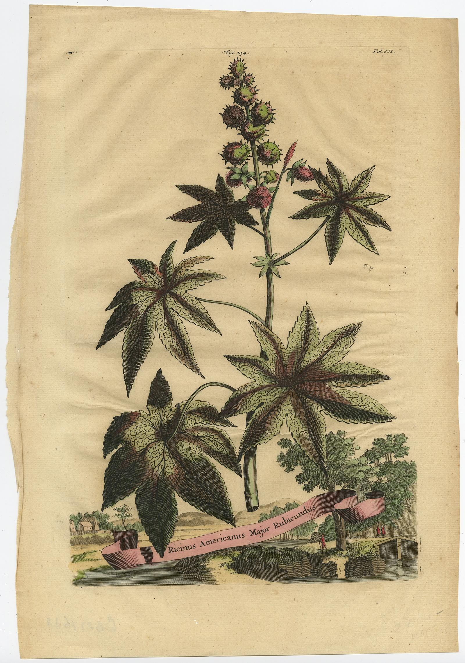 Original Print of the Ricinus Communis, the Castorbean or Castor-Oil-Plant, 1696 In Good Condition For Sale In Langweer, NL