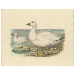 Grabado original antiguo y raro que representa al ganso de las nieves "Anser Albatus" de Cassin, 1869