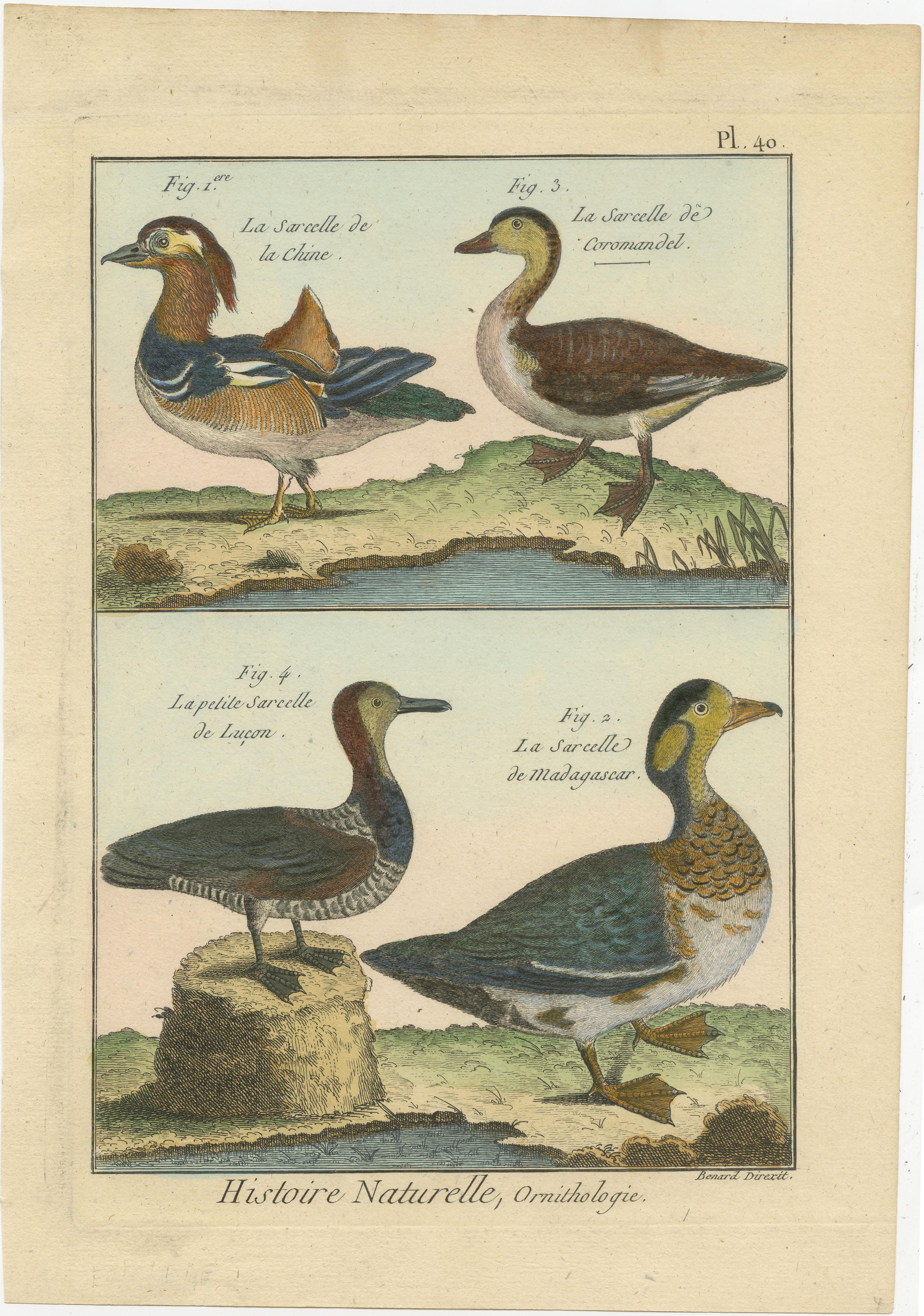 An authentic, perfect and bright, originally hand-colored, illustration of 4 Ducks, on parchment paper (copper engraving). It has a fine shining because of the authenticly applied egg-yolk as varnish. The Artist is Robert Bernard (1792). The